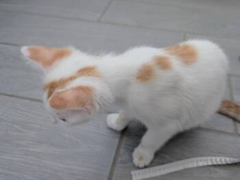 Caramel Nougat -  Domestic Short Hair Cat for Adoption in Chandler, Arizona - Caramel Nougat | PetCurious