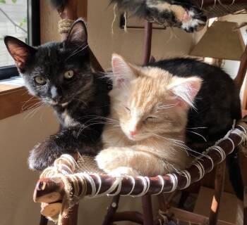 Cocoa and Butter -  Domestic Short Hair Cat for Adoption in Seattle, Washington - Cocoa And Butter | PetCurious
