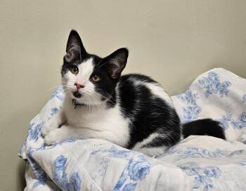 Snoopy -  Domestic Short Hair Cat for Adoption in Fremont, Ohio - Snoopy | PetCurious