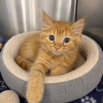 WAYLON -  Domestic Medium Hair Cat for Adoption in Cranston, Rhode Island - WAYLON | PetCurious