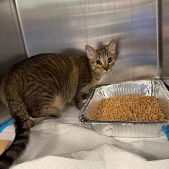 Domestic Short Hair Cats Available for Adoption in Greensboro, North Carolina - Sasuke | PetCurious