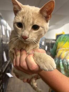 26-1316C -  Domestic Short Hair Cat for Adoption in Sorrento, Louisiana - 26-1316C | PetCurious