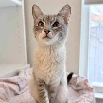 Siamese Cats Available for Adoption - Natasha - Costa Mesa Location *Available Sunday, 3/15/26 | PetCurious