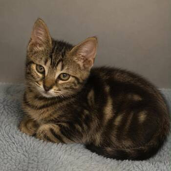 Star -  Domestic Short Hair Cat for Adoption in Columbia, Tennessee - Star | PetCurious