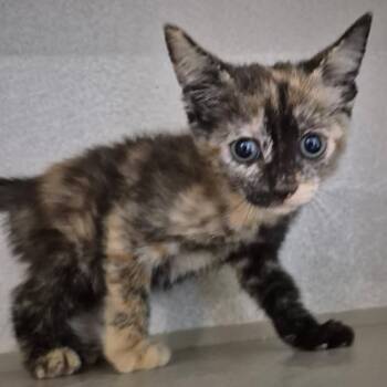 Folklore 31 -  Domestic Short Hair Cat for Adoption in Austin, Texas - Folklore 31 | PetCurious