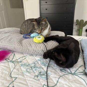 Coco -  Domestic Short Hair Cat for Adoption in Tampa, Florida - Coco | PetCurious