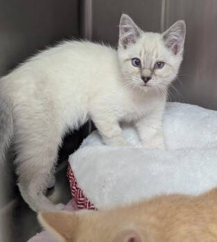 Vanilla -  Domestic Short Hair Cat for Adoption in Logan, Utah - Vanilla | PetCurious