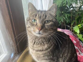 Qi -  Domestic Short Hair Cat Available for Adoption in Cumberland, Maine - Qi | PetCurious