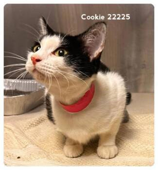(629) -  Domestic Short Hair Cat for Adoption in Marietta, Georgia - (629) | PetCurious