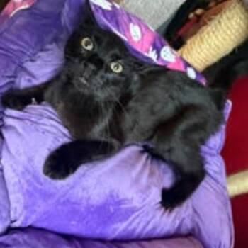 Zorro Hudson -  Domestic Short Hair Cat for Adoption in Merrifield, Virginia - Zorro Hudson | PetCurious