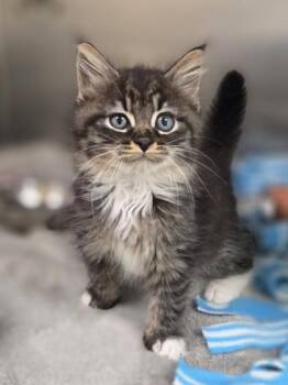 Alto -  Domestic Short Hair Cat for Adoption in Westland, Michigan - Alto | PetCurious