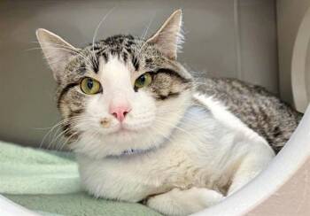 Domestic Medium Hair Cats Available for Adoption in Brentwood, Missouri - FLOKI | PetCurious