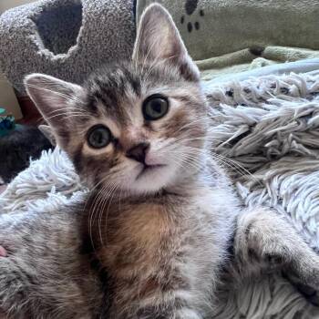 Domestic Short Hair Cats Available for Adoption in Minnetonka, Minnesota - Aruba C68695 | PetCurious