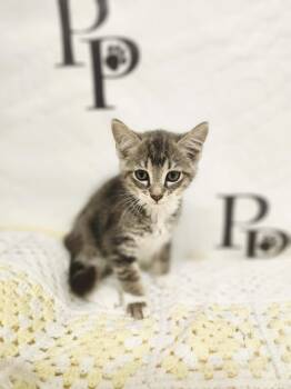 Blues -  Domestic Short Hair and Tabby Cat for Adoption in Social Circle, Georgia - Blues | PetCurious