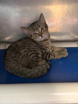 Squatch -  Domestic Short Hair Cat for Adoption in Virginia, Minnesota - Squatch | PetCurious