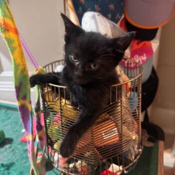 Rooster -  Domestic Short Hair Cat for Adoption in Chicago, Illinois - Rooster | PetCurious