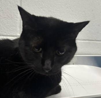 Tasha -  Domestic Short Hair Cat for Adoption in Golden, Colorado - Tasha | PetCurious