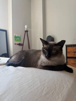 Siamese Cats Available for Adoption in Minneapolis, Minnesota - Auden | PetCurious