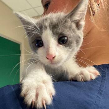 Julip -  Domestic Medium Hair Cat for Adoption in Reno, Nevada - Julip | PetCurious