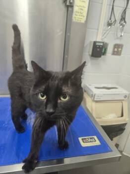 Domestic Short Hair Cats Available for Adoption - ROCKETSHIP | PetCurious