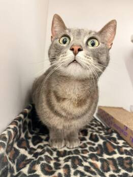 Domestic Short Hair Cats Available for Adoption - Energy | PetCurious