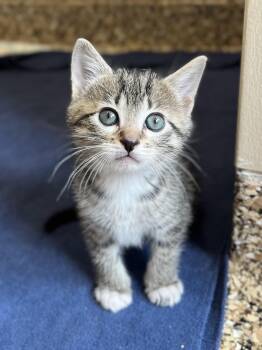 Moringa -  Domestic Short Hair Cat for Adoption in Hackensack, Minnesota - Moringa | PetCurious