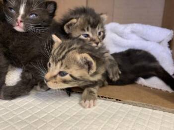 A1921247 -  Domestic Medium Hair Cat for Adoption in Thousand Palms, California - A1921247 | PetCurious