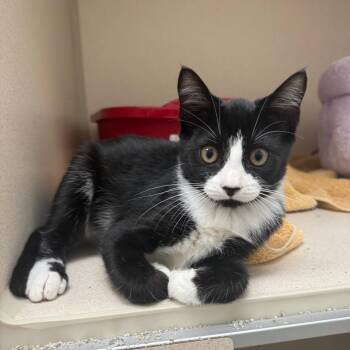 Andy -  Domestic Short Hair Cat for Adoption in Bradenton, Florida - Andy | PetCurious