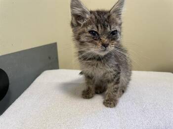 Rescue Domestic Short Hair Cats for Adoption in Pasadena, California - UNCRUSTABLES | PetCurious