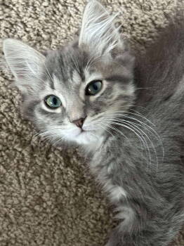 Rescue Tabby and Domestic Medium Hair Cats for Adoption in Minneapolis, Minnesota - Valentina | PetCurious