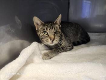 Rescue Domestic Short Hair Cats for Adoption in Santa Cruz, California - WEE BIT | PetCurious