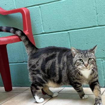 Eddie -  Domestic Short Hair Cat for Adoption in Latrobe, Pennsylvania - Eddie | PetCurious