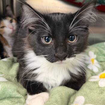 Huxley -  Domestic Medium Hair Cat for Adoption in Las Vegas, Nevada - Huxley | PetCurious