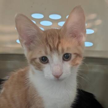 Laurel -  Domestic Short Hair Cat for Adoption in Brownsboro, Alabama - Laurel | PetCurious