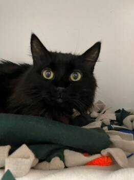 Boo -  Domestic Long Hair Cat for Adoption in Hayward, Wisconsin - Boo | PetCurious