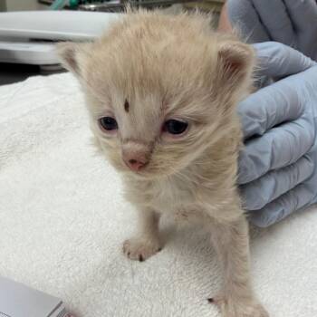 Domestic Short Hair Cats Available for Adoption in Nashville, Tennessee - FunYun | PetCurious