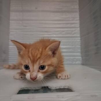 Domestic Short Hair Cats Available for Adoption in Pauls Valley, Oklahoma - Sugarland | PetCurious