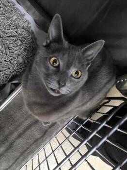 SMOKEY -  Domestic Short Hair Cat for Adoption in Derwood, Maryland - SMOKEY | PetCurious