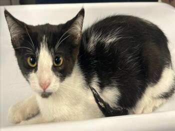 *COSMO -  Domestic Short Hair Cat for Adoption in Woodland, California - *COSMO | PetCurious