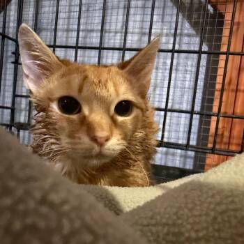 Domestic Short Hair Cats Available for Adoption - Marigold | PetCurious