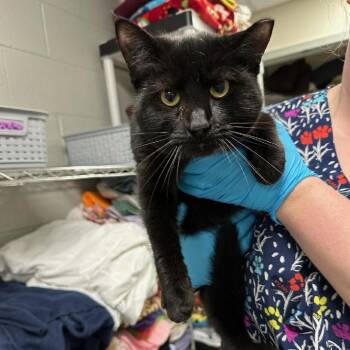 Domestic Short Hair Cats Available for Adoption - Thing 1 | PetCurious