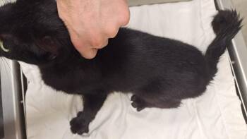 Casandra -  Domestic Short Hair Cat Available for Adoption in Douglasville, Georgia - Casandra | PetCurious