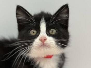 Impala -  Domestic Short Hair Cat Available for Adoption in Portland, Oregon - Impala | PetCurious