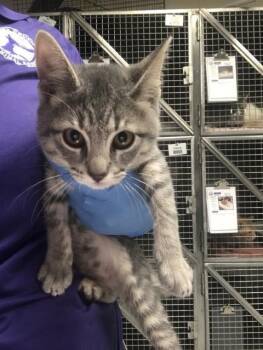 A432290 -  Domestic Short Hair Cat for Adoption in Conroe, Texas - A432290 | PetCurious