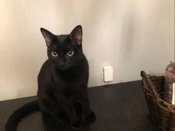 Domestic Short Hair Cats Available for Adoption in Monrovia, California - Skye | PetCurious