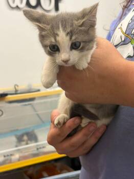 Oatmeal Raisin -  Domestic Short Hair Cat for Adoption in Republic, Missouri - Oatmeal Raisin | PetCurious