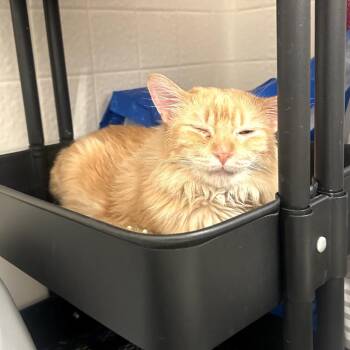 Domestic Medium Hair Cats Available for Adoption in Long Beach, California - Mr. Meowzer | PetCurious