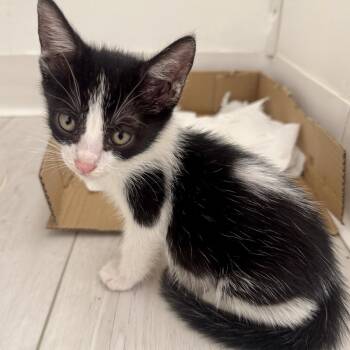 Simba (Pre-Adoptable) -  Tuxedo Cat for Adoption in Los Angeles, California - Simba (Pre-Adoptable) | PetCurious