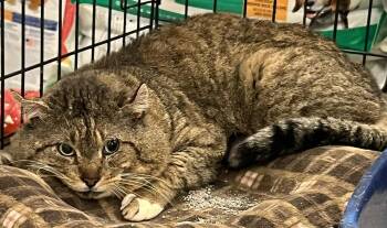 Domestic Short Hair Cats Available for Adoption in Pryor, Oklahoma - Omari | PetCurious