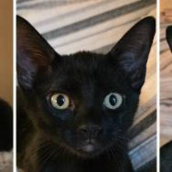 Cashmere Claire -  Domestic Short Hair Cat for Adoption in Boerne, Texas - Cashmere Claire | PetCurious